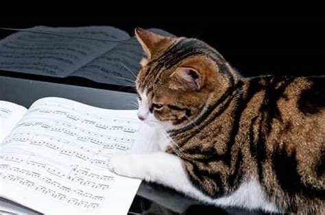 do cats like classical music when compared to ambient sounds